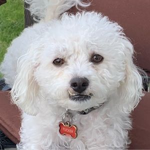 Meet your Posher, Jewlz